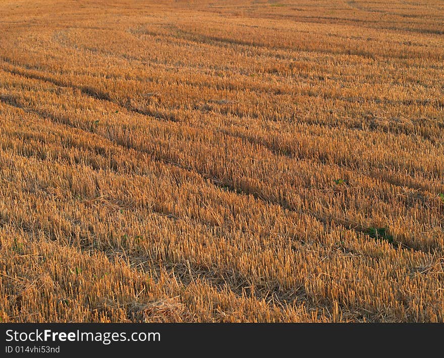 Detail of stubble field after harvest