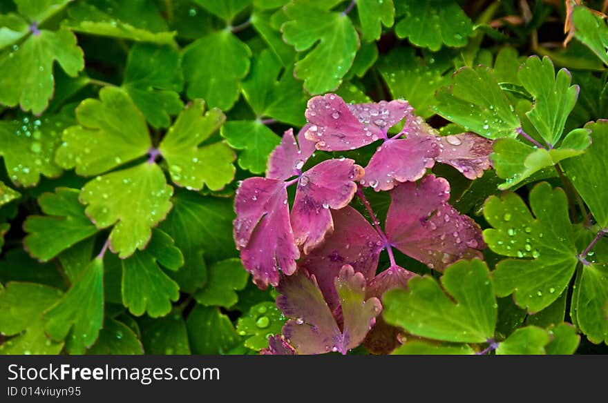 Assorted rain drops gathered on colorful red and green leaves. Assorted rain drops gathered on colorful red and green leaves