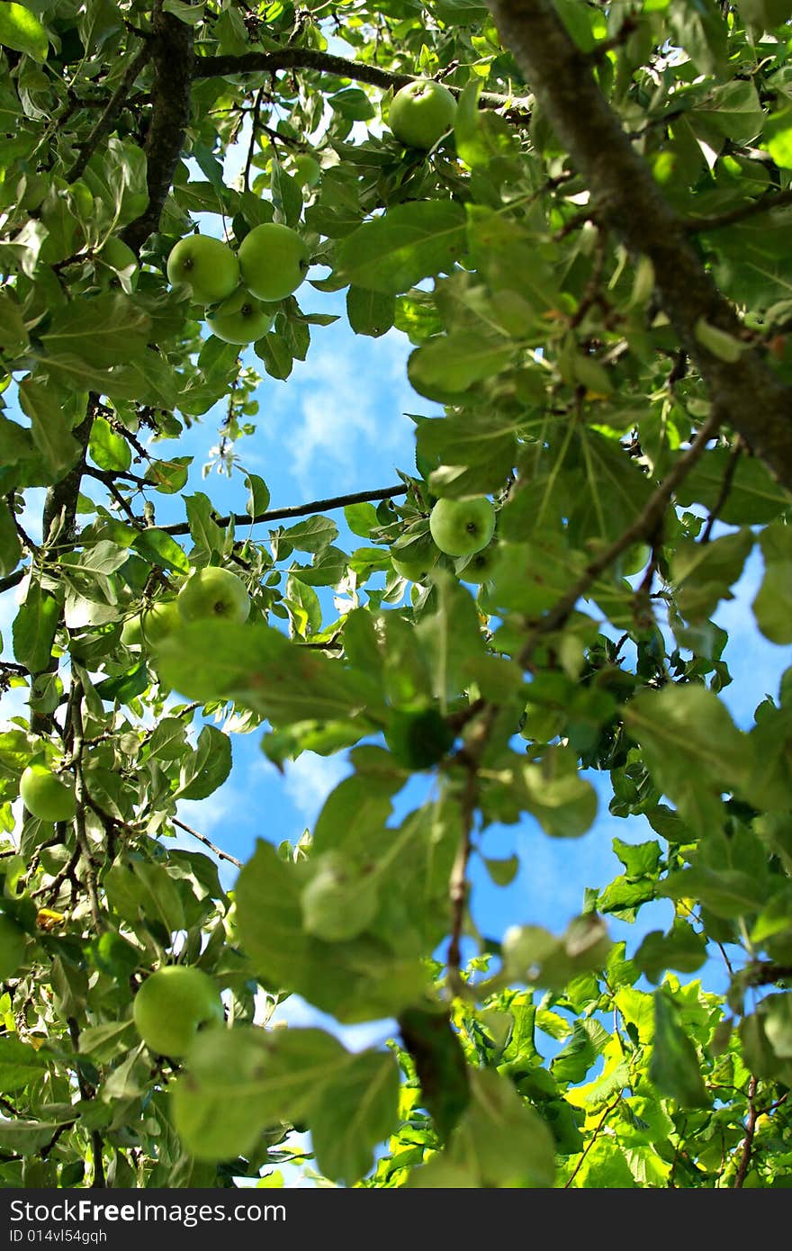 Green apple branches against a blue sky