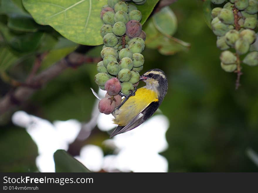 Little Yellow bird eating some ripe sea grapes in the Caribbean. Little Yellow bird eating some ripe sea grapes in the Caribbean