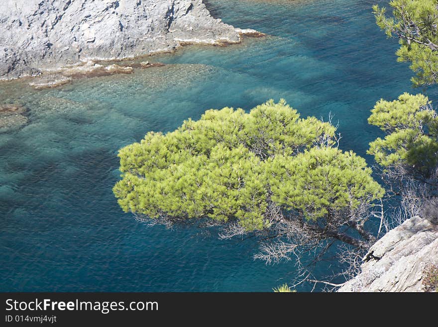 Tree on the coast of southern france