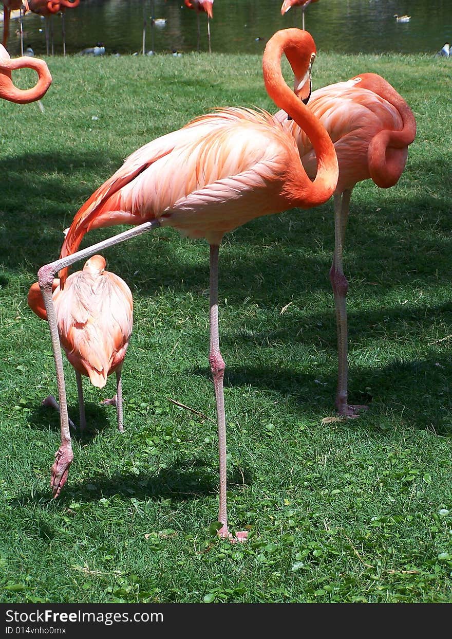 Great Color Flamingo