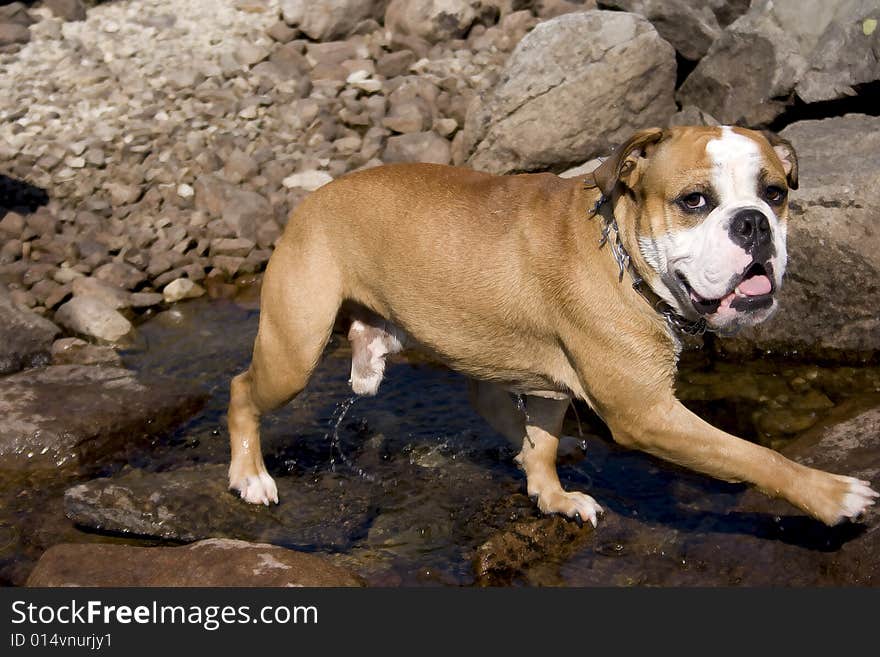 Happy bulldog coming out from a lake