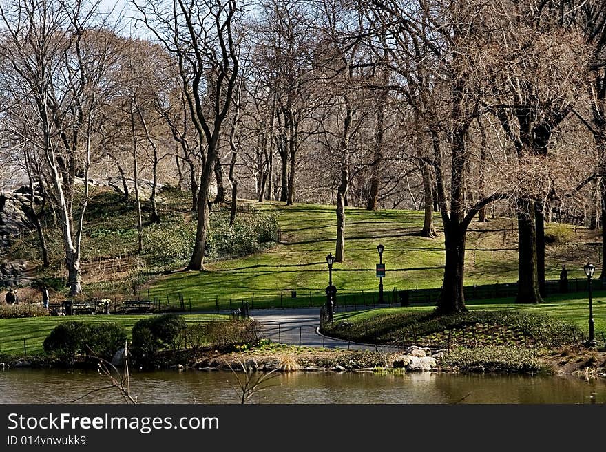 Trees and a lake on a green calm park on a sunny day