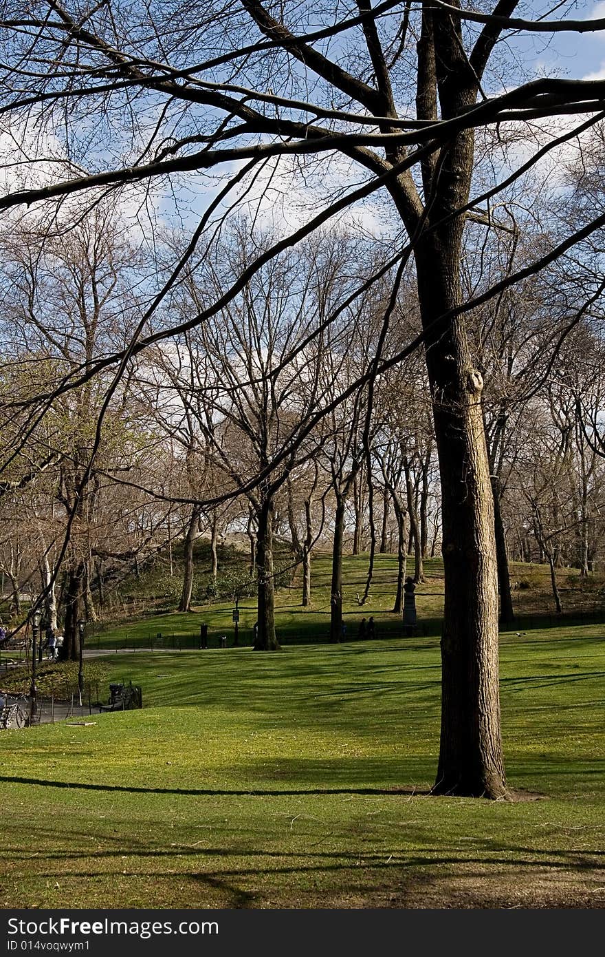 A tree on a green calm park on a sunny day