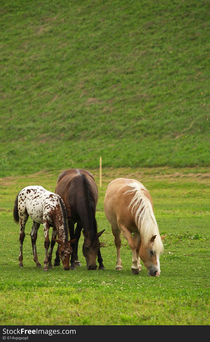 Three horses feeding on meadow