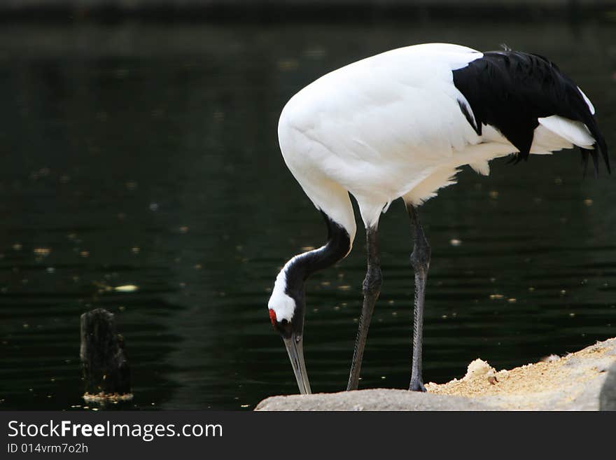 The Crested Ibis standing in the water .