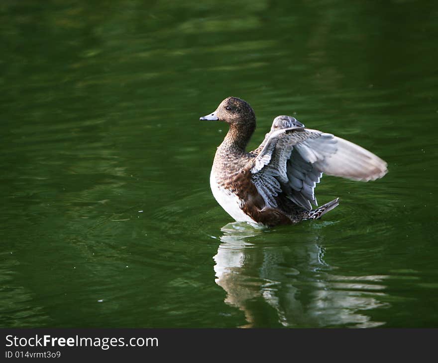 The mandarin duck in a park china