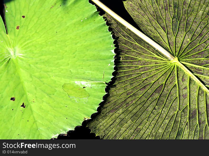 A shot of the top of a lily pad next to a flipped over lily pad, showing the texture of both the underside and top of the plants. A shot of the top of a lily pad next to a flipped over lily pad, showing the texture of both the underside and top of the plants