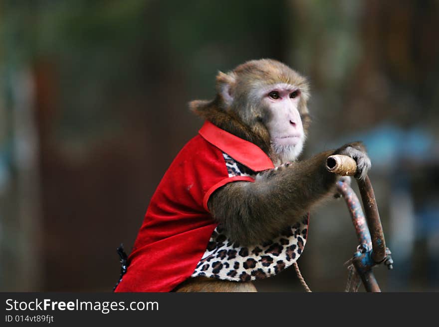 The monkey of circus in a zoo. The monkey of circus in a zoo.