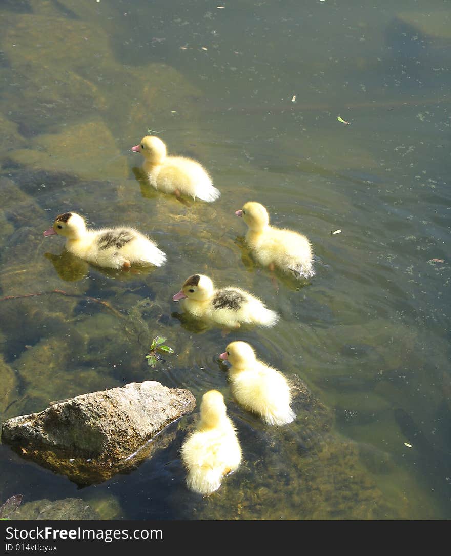 Baby ducks swimming on a lake