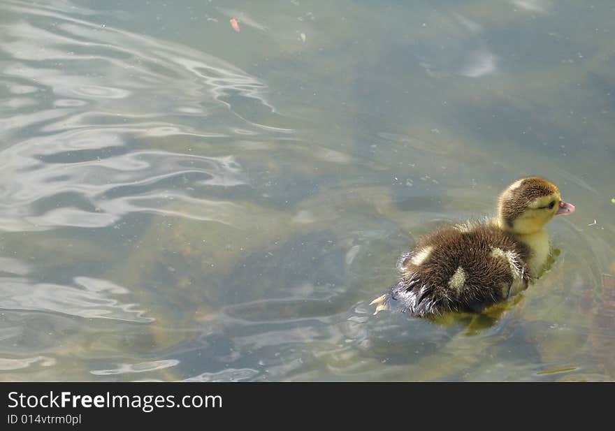 Baby duck