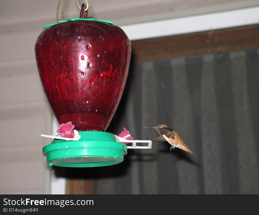 Hummingbird