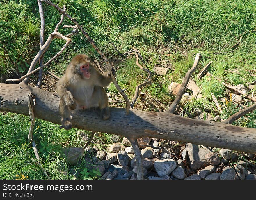 Japanese macaque on a dry tree