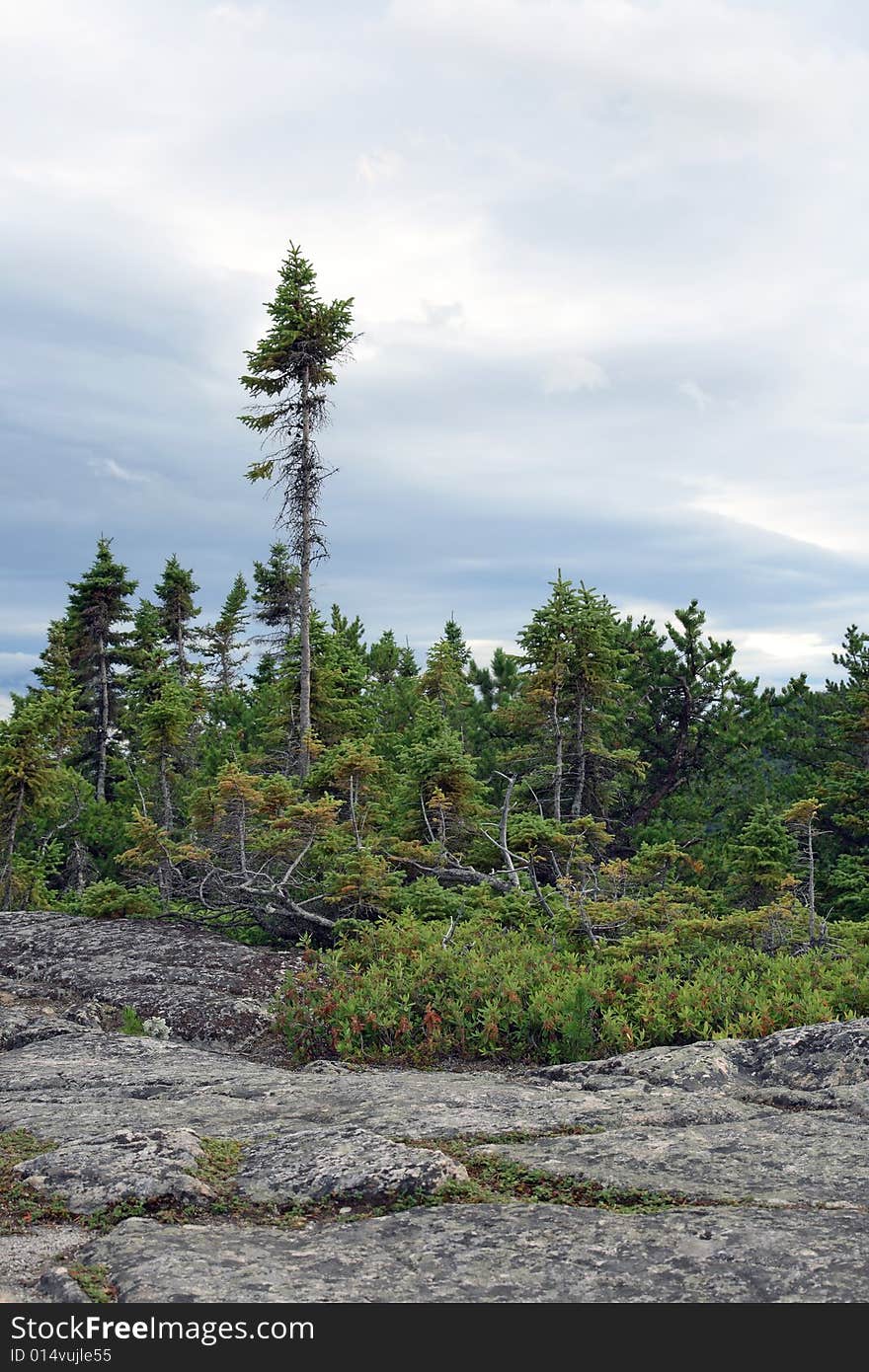 Northern coniferous forest. Quebec, Canada.