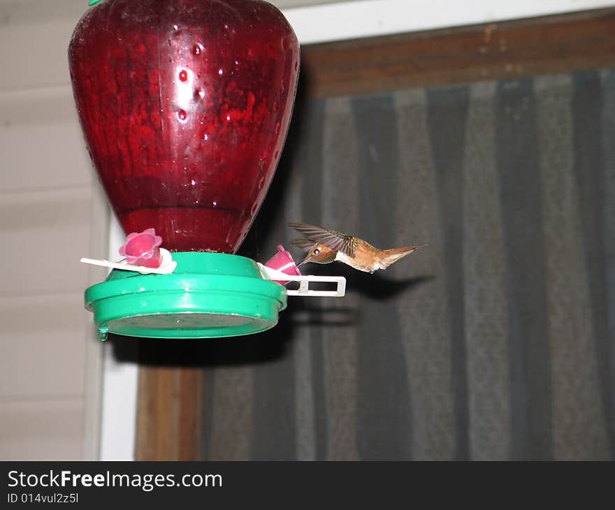 Hummingbird