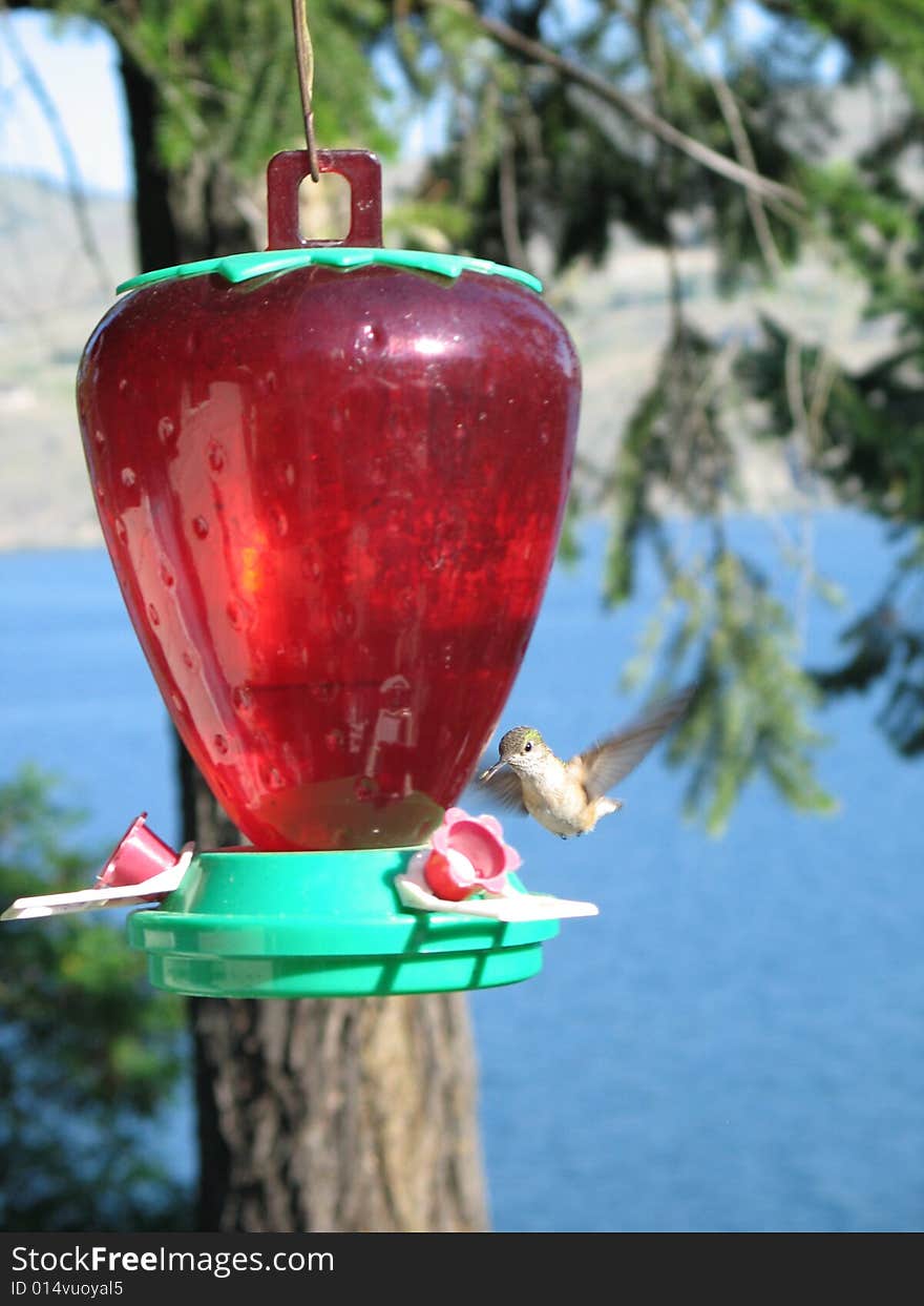 Hummingbird drinking out of a feeder