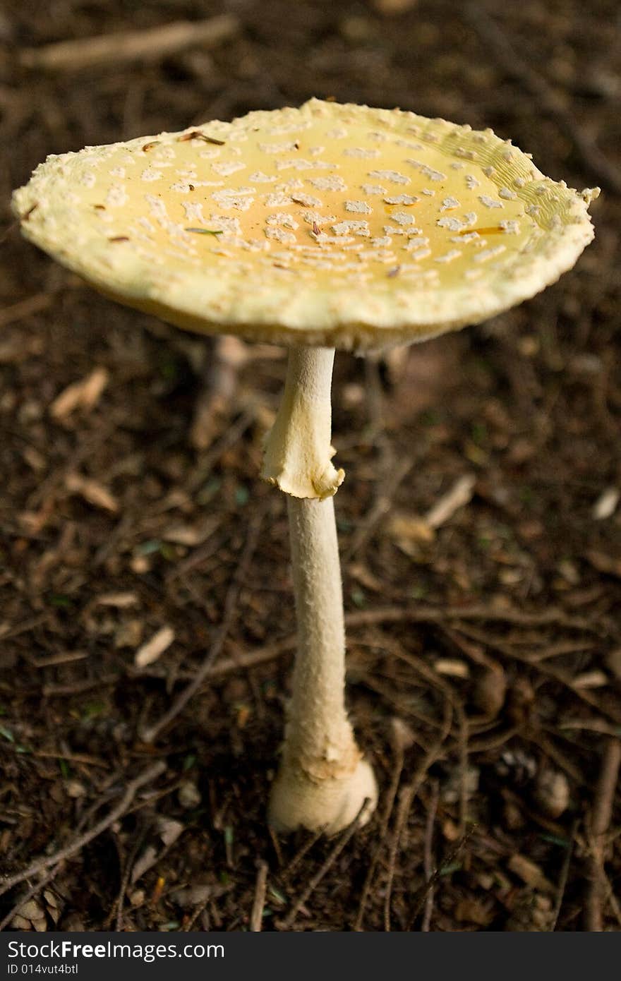 Funny mushroom