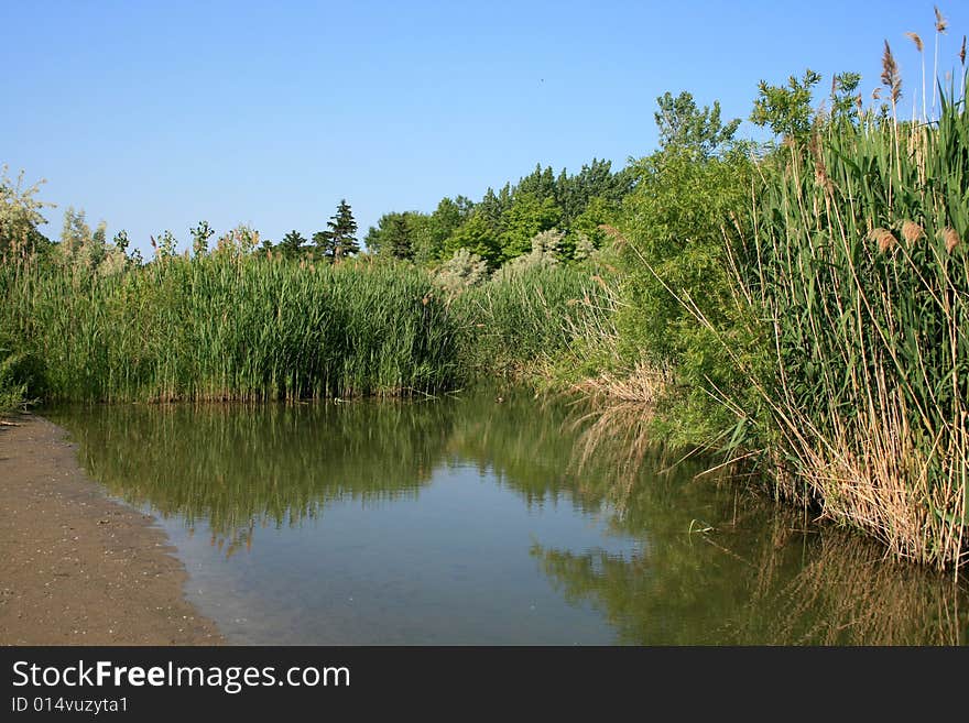 Small creek between the bush