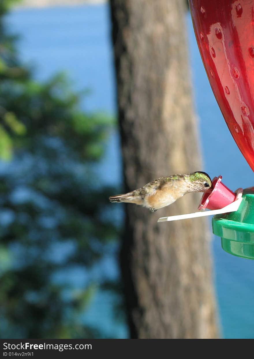 Hummingbird drinking out of a feeder