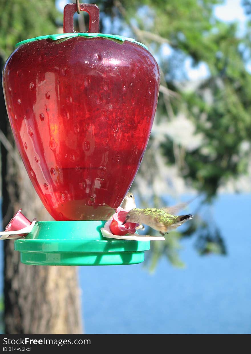 Hummingbird drinking out of a feeder