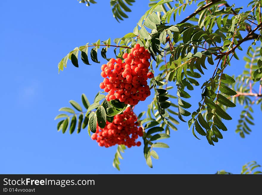 The branch of red ash-berry tree on the background of blue sky