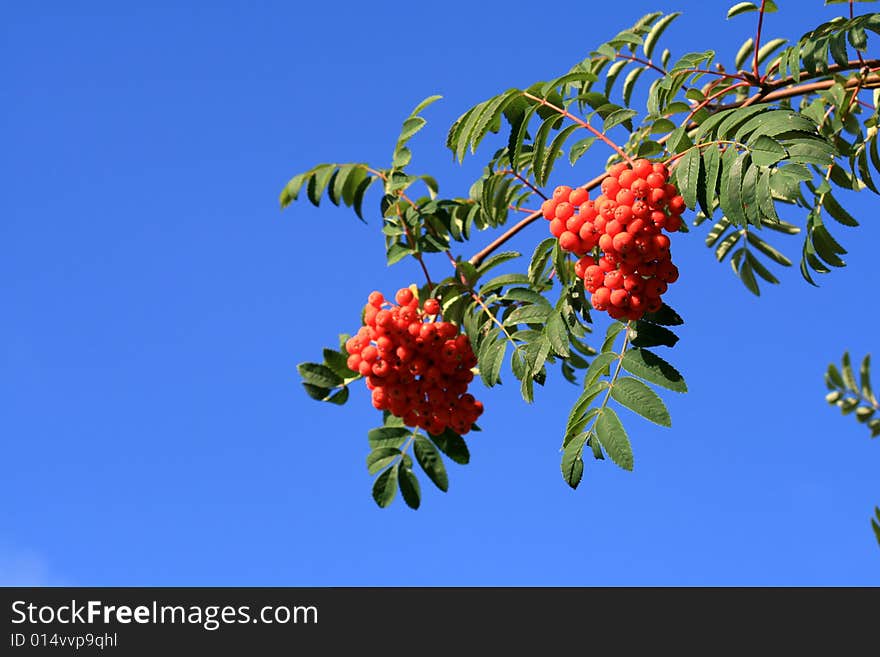 Branch of ash-berry on the background of blue sky