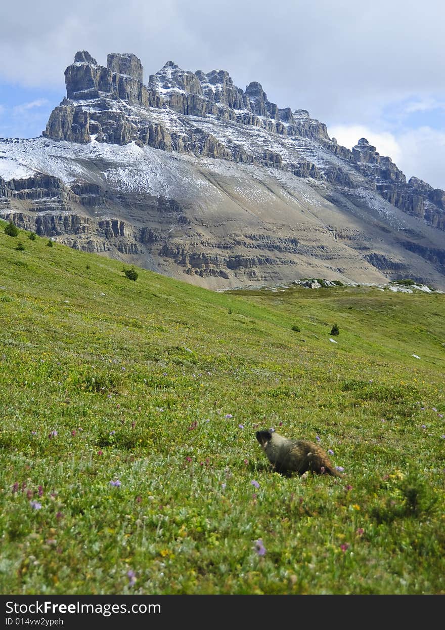 Hoary marmot, Banff national park