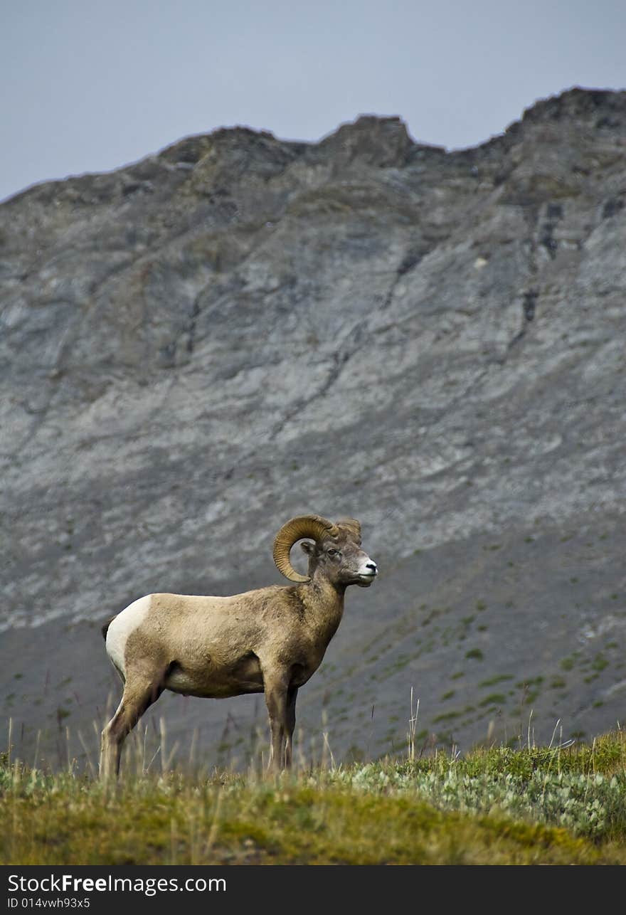 Big Horn Sheep, Alberta, Canada,  Jasper National Park,