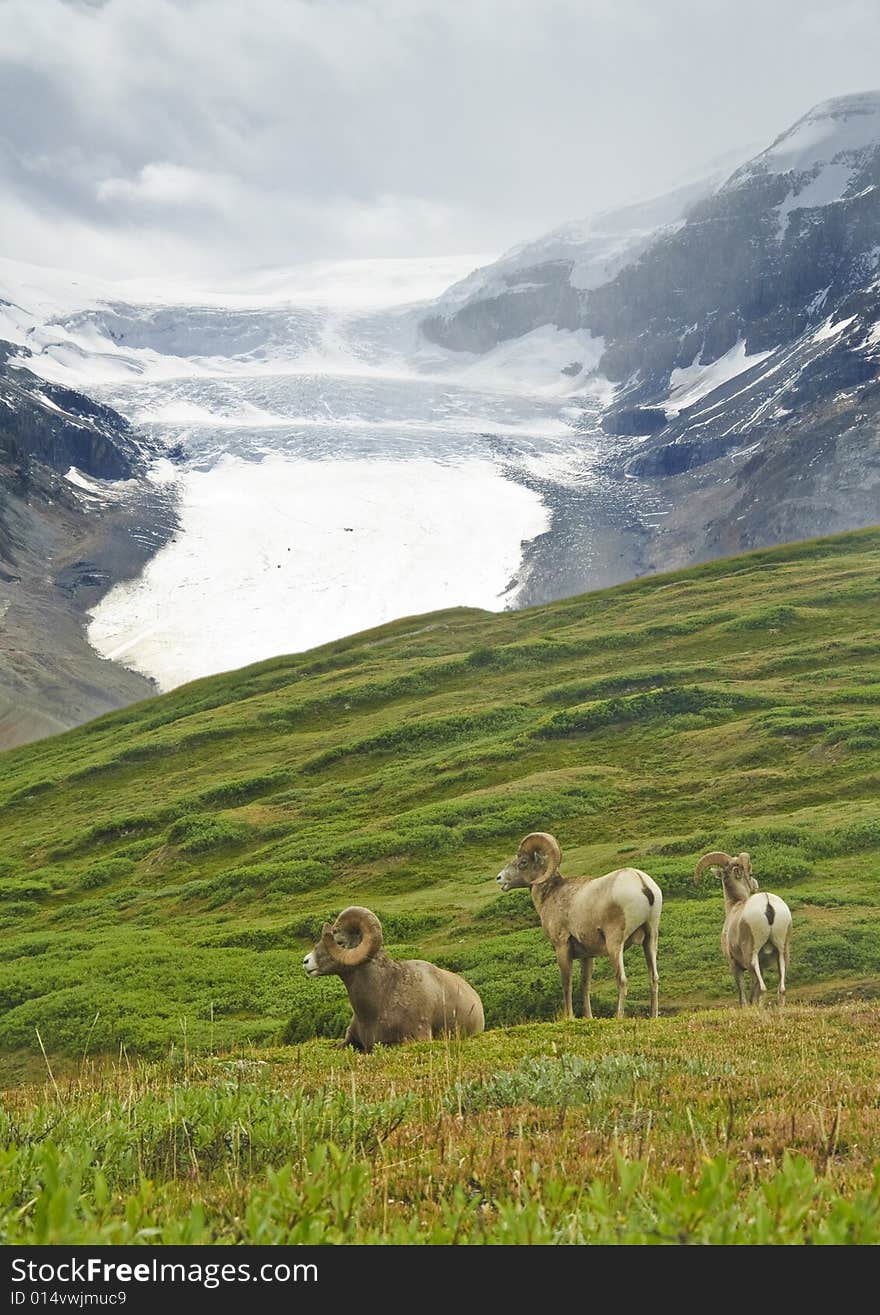 Big Horn Sheep, Alberta, Canada,  Jasper National Park,. Big Horn Sheep, Alberta, Canada,  Jasper National Park,