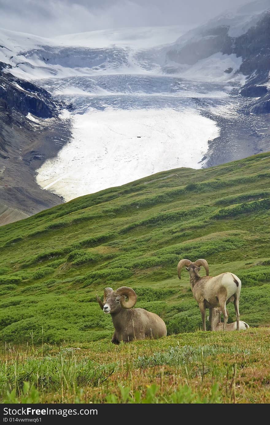 Big Horn Sheep, Alberta, Canada, Jasper National Park,. Big Horn Sheep, Alberta, Canada, Jasper National Park,