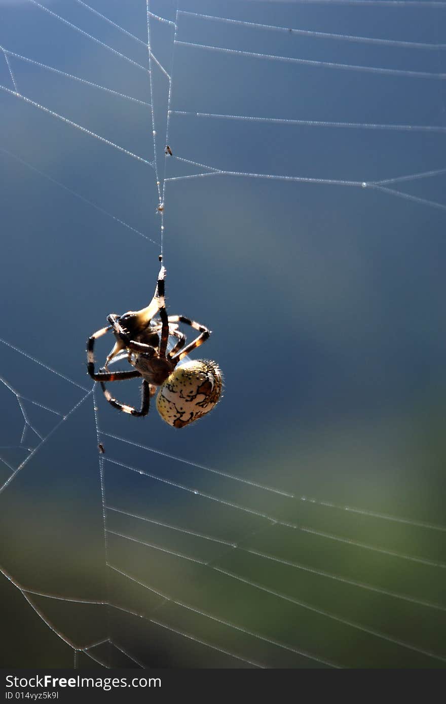 Spider s meal