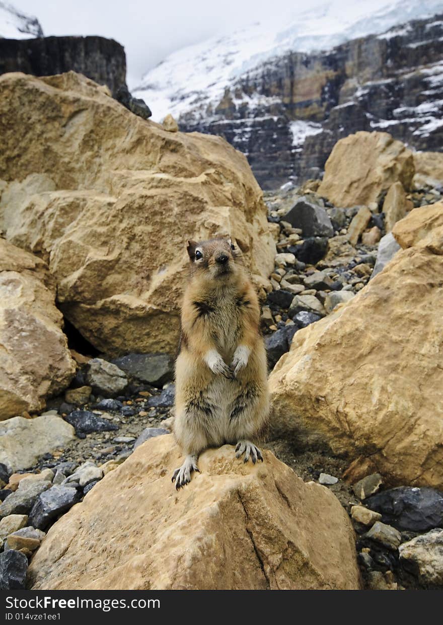 Chipmunk, Alberta,  Banff National Park, Canada,