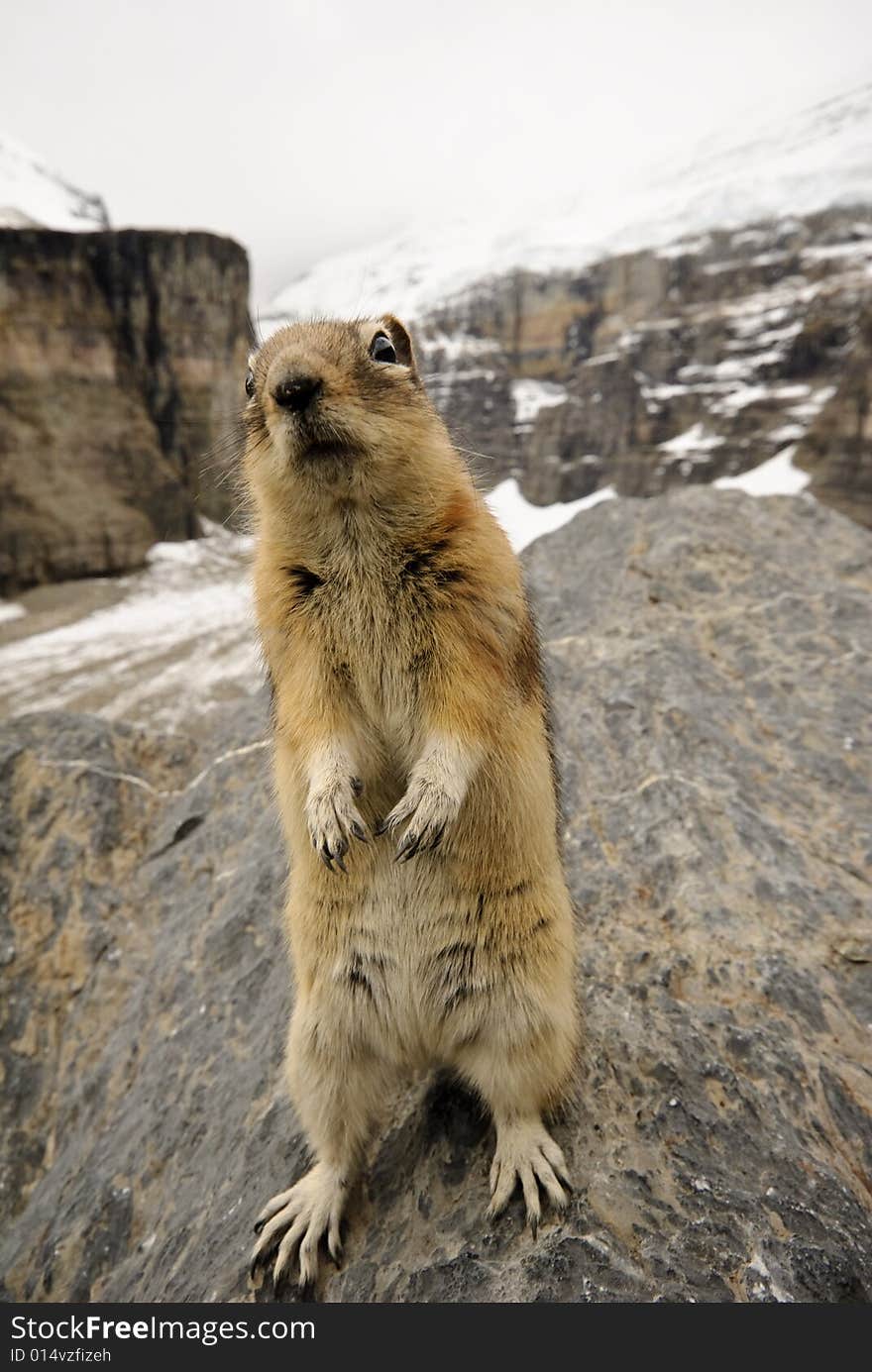 Chipmunk, Alberta,  Banff National Park, Canada,