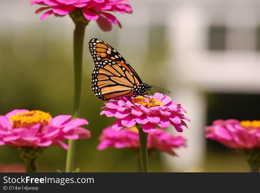 Monarch butterfly filling up with nectar from a pink flower. Monarch butterfly filling up with nectar from a pink flower.