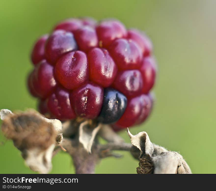 Macro of under ripe blackberry with one black cell the rest being red. Macro of under ripe blackberry with one black cell the rest being red