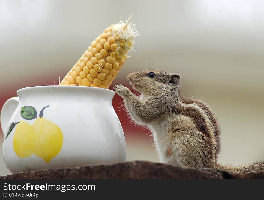 Squirrel is holding corn and eating it.