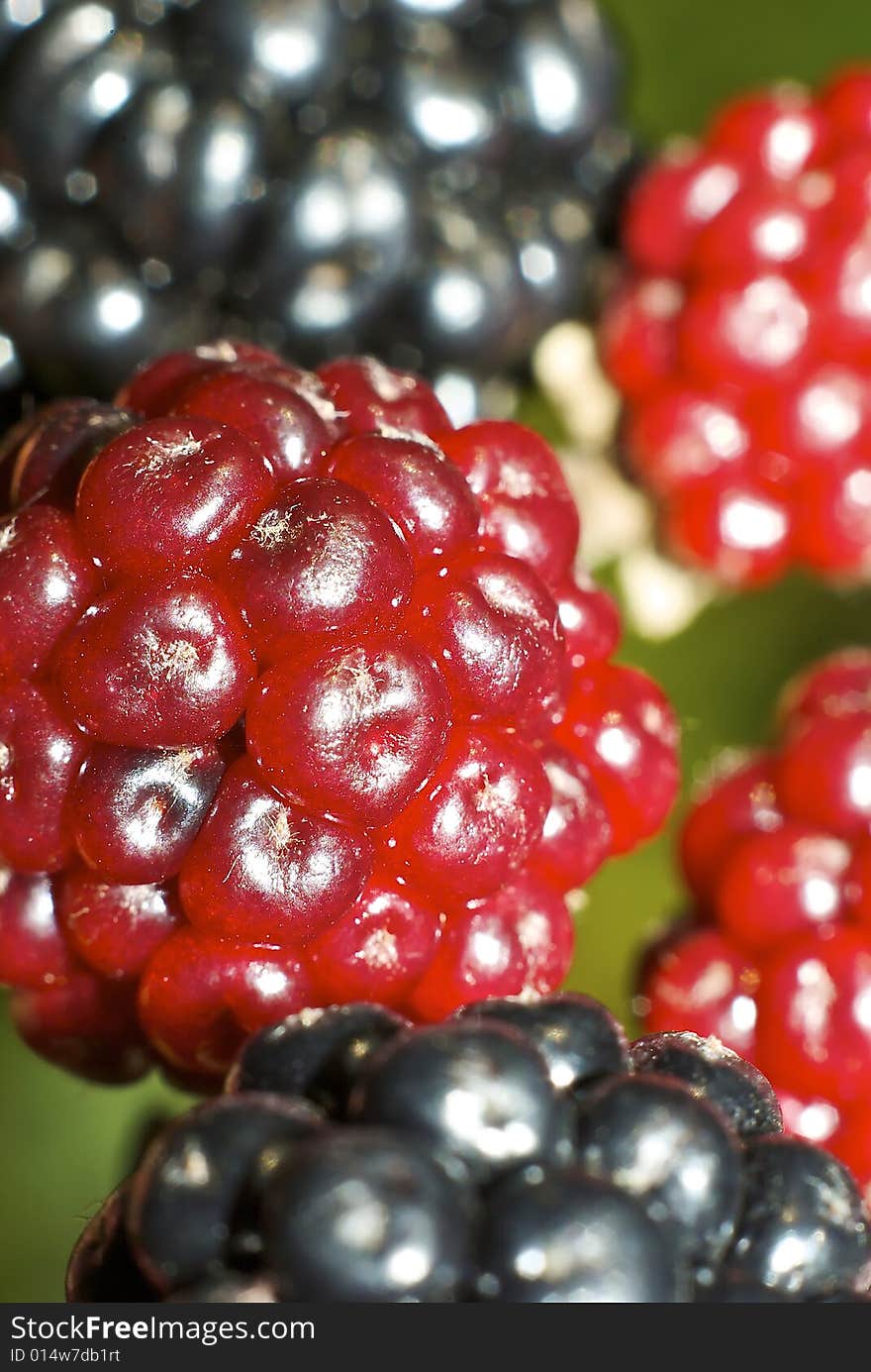 Macro of large juicy ripe blackberries and under ripe red ones still on the stem, waiting to be picked. Macro of large juicy ripe blackberries and under ripe red ones still on the stem, waiting to be picked