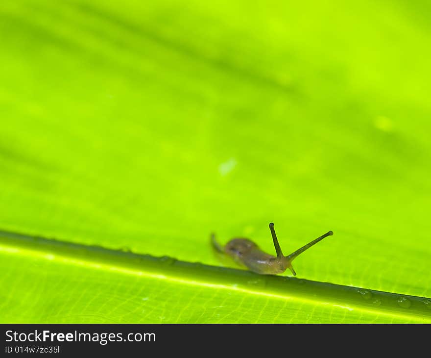 Slug on Large Leaf