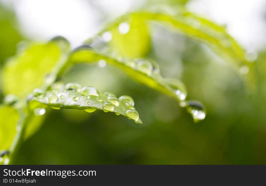 Raindrops on surface of a leaf after a tropical shower. Raindrops on surface of a leaf after a tropical shower.