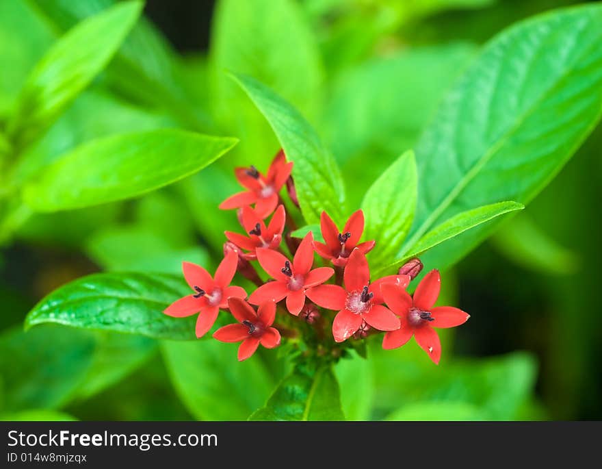 Freshly bloom cluster of tiny star shaped red flowers with a furry center