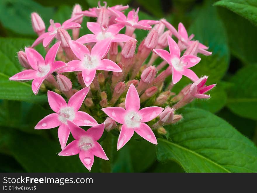 Freshly bloom cluster of tiny star shaped pink flowers with a furry center