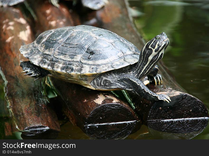 Turtle sitting on a raft of wood