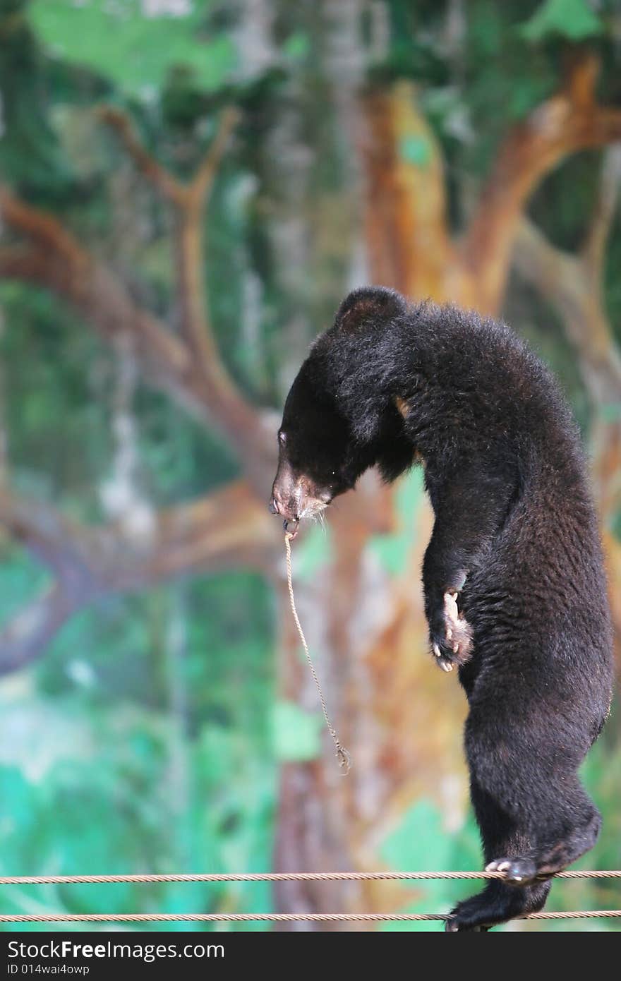 The black bear  of circus in a zoo.