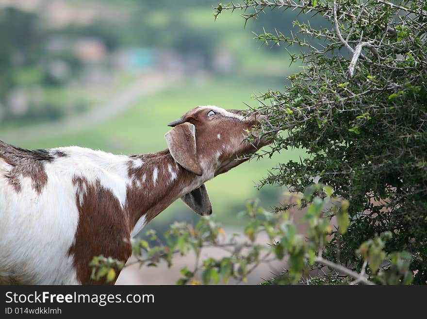 Asian goat Eating Acacia Leaves. Asian goat Eating Acacia Leaves