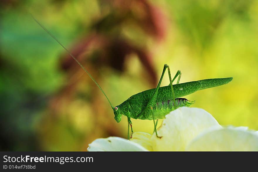 Close up of grasshopper on flower