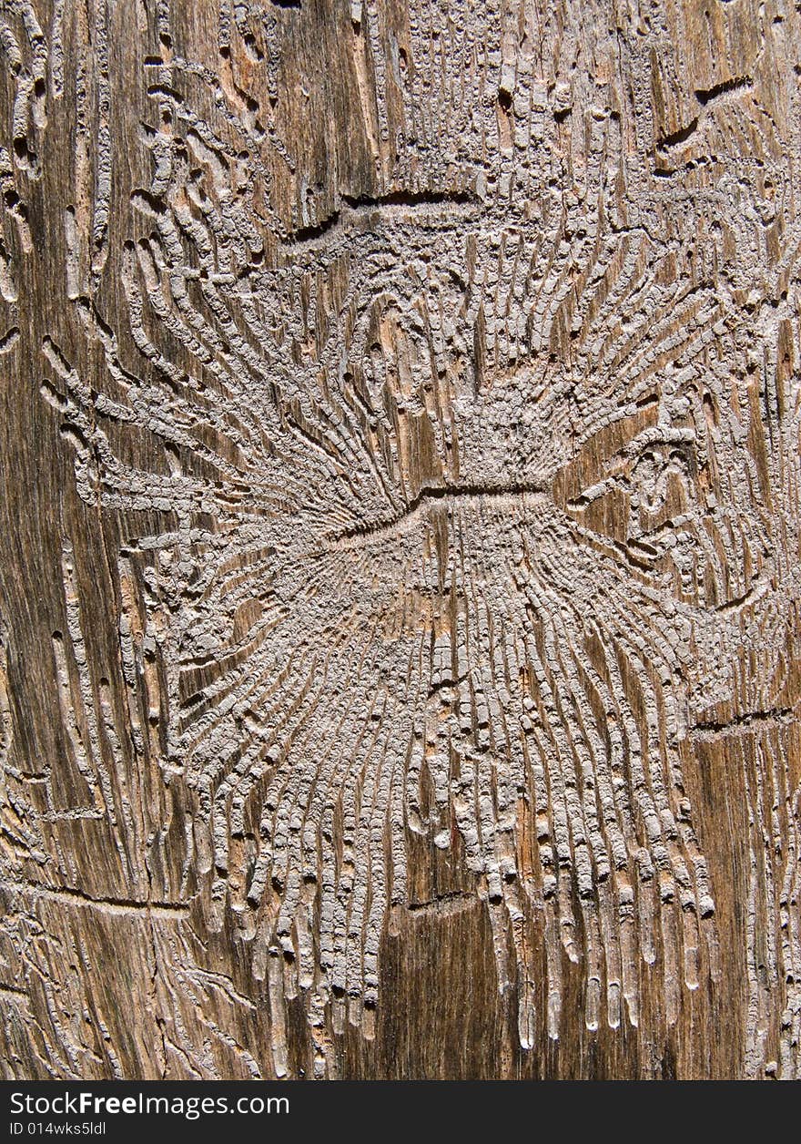 A close-up of texture of dry old tree without bark and with the many dints of bark beetles on surface. Russian Far East, Primorye. A close-up of texture of dry old tree without bark and with the many dints of bark beetles on surface. Russian Far East, Primorye.