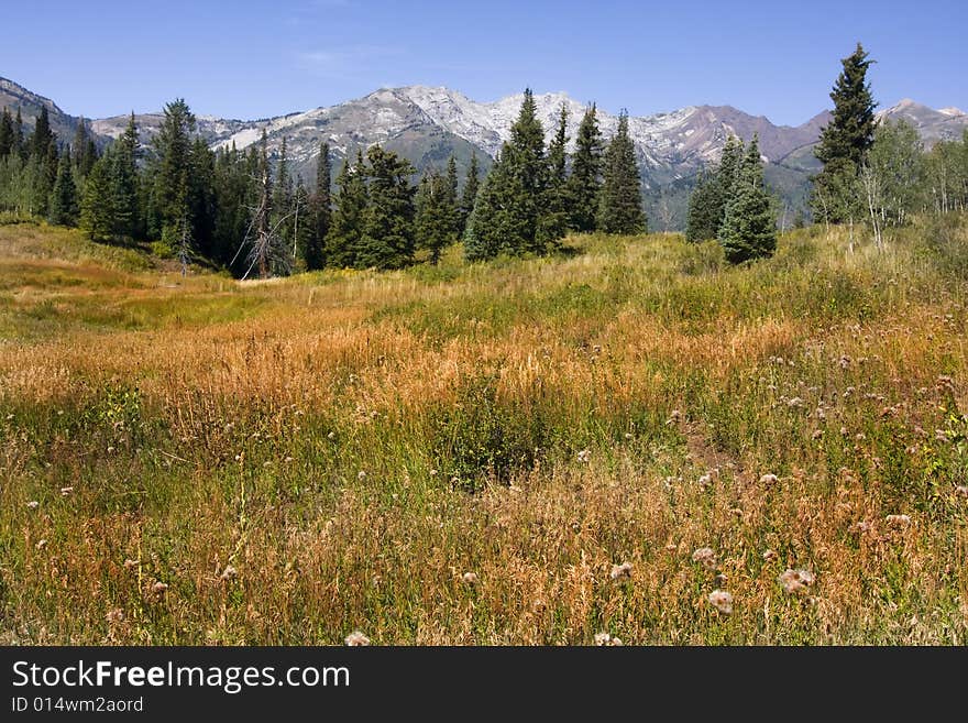 Mountain Meadow