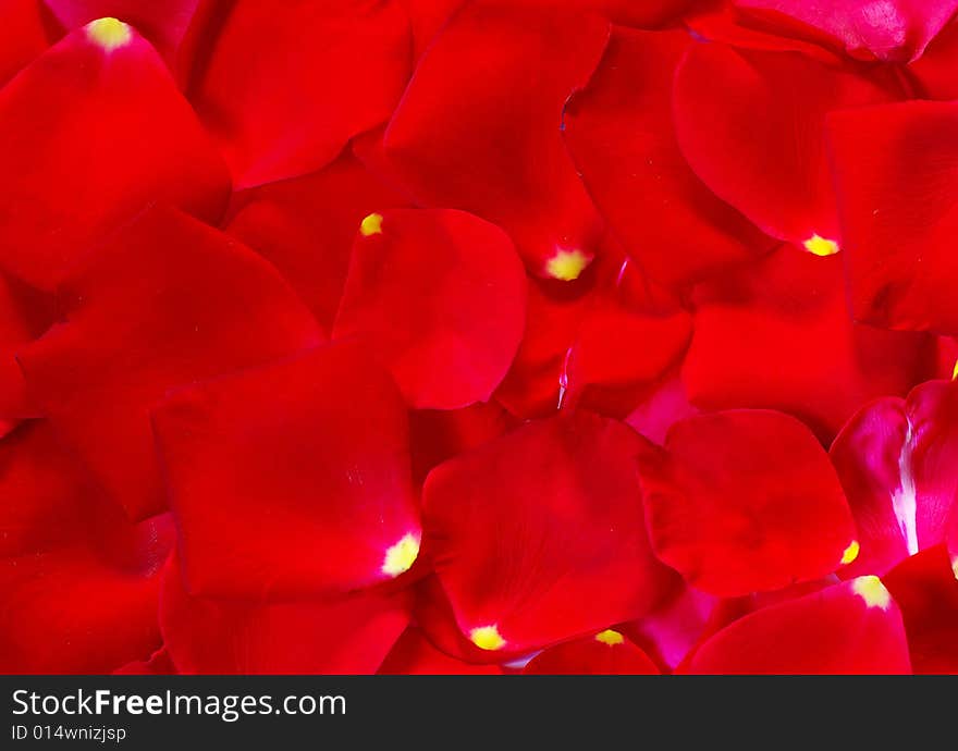 Red rose petals in background