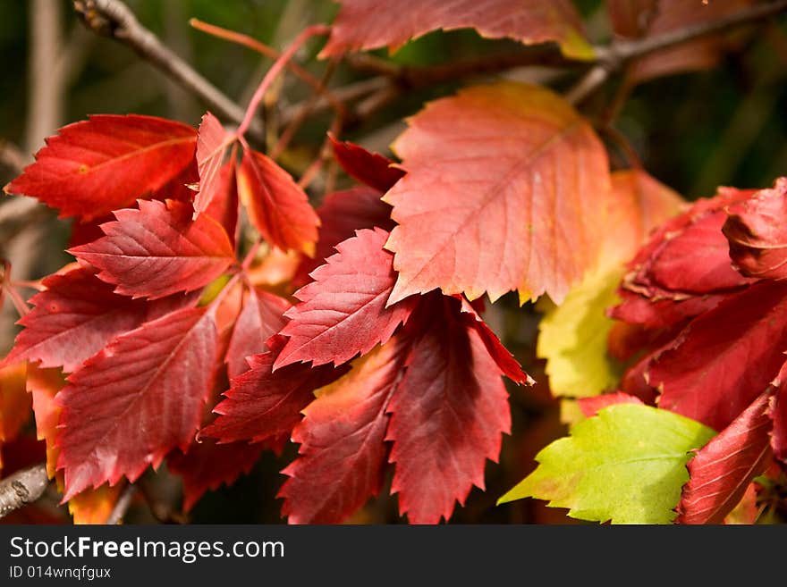 The picture is made during walk on a botanical garden. The picture is made during walk on a botanical garden